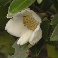 Polyspora elliptica (Gardner) Orel, Peter G.Wilson, Curry & Luu